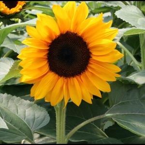 Meet your Posher, Genesis